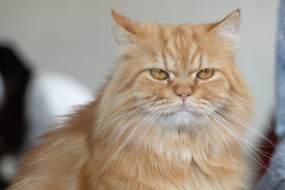 gato de pelo naranja