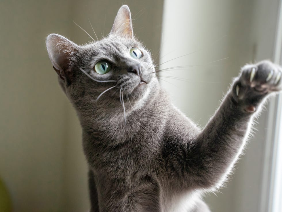 gato gris jugando