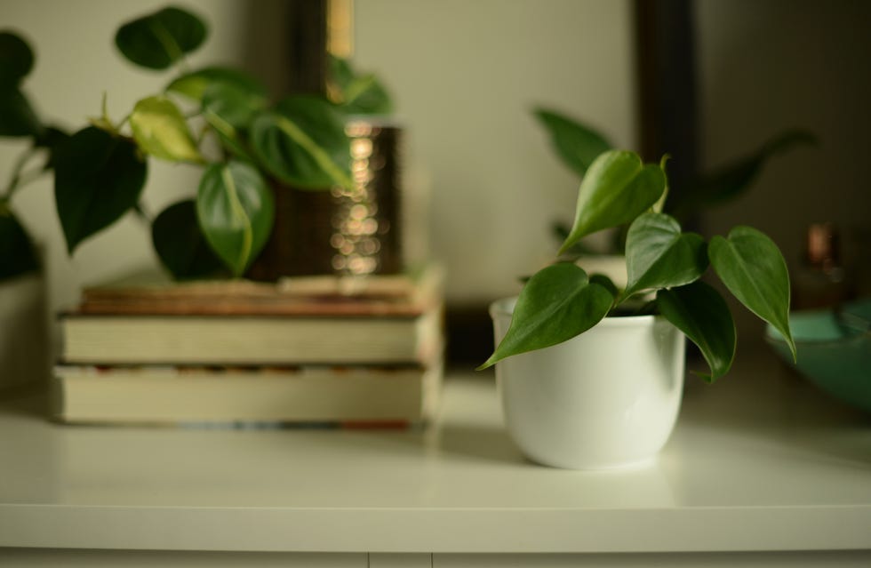 two potted philodendron brasil plants on white shelf