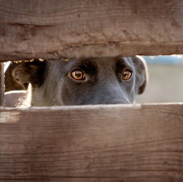 frightened dog eyes the head of the dog visible from behind the boards the dog is watching what is behind the wooden fence outdoor photo