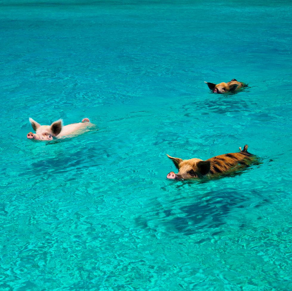 swimming pigs swim out to boat of tourists in exumas land and sea park, trying to grab few free snacks