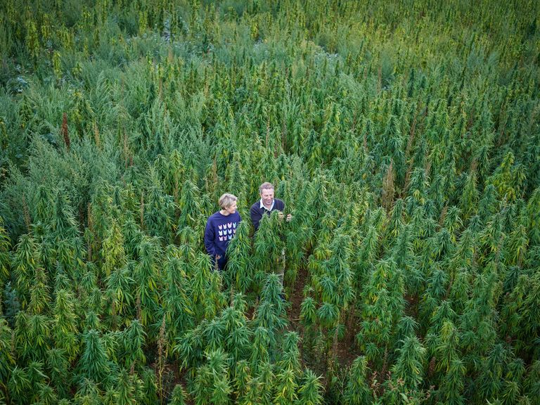 grantham, england   august 27 lincolnshire farmer mike lamyman and his wife jackie pose as they check the progress of the hemp crop on his farm is ready for harvesting on august 27, 2021 in grantham, england the farm supplies crop england, a british cbd oil producer founded in 2019 by mike and jackie lamyman  the popularity of cbd oil from the cannabis family of plants has grown in recent years due to its health properties photo by christopher furlonggetty images