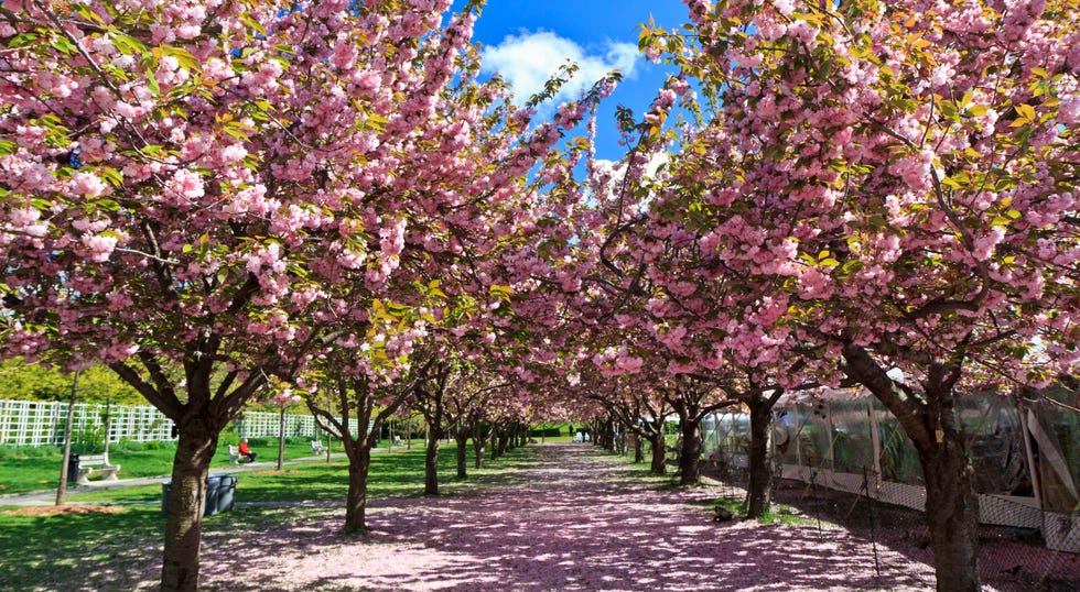 two rows of blooming cherry trees at the brooklyn botanical gardens in brooklyn, ny