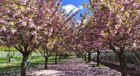two rows of blooming cherry trees at the brooklyn botanical gardens in brooklyn, ny