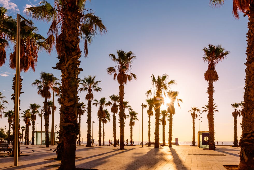 palm trees at barceloneta beach at sunrise, barcelona, spain
