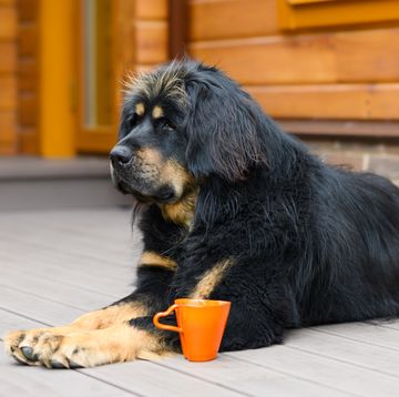 a large black and brown mastiff sitting on the porch of a wooden house with an orange mug next to it