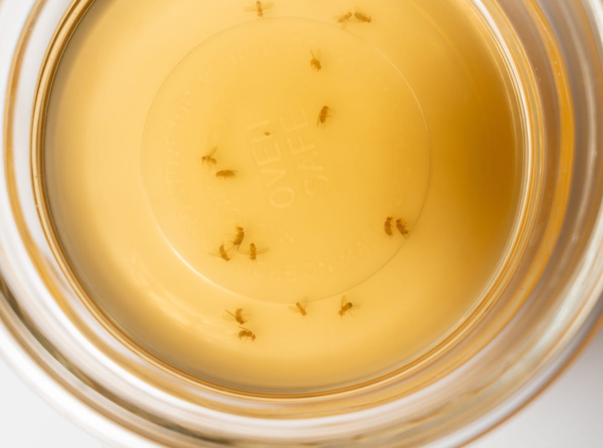 fruit fly trap