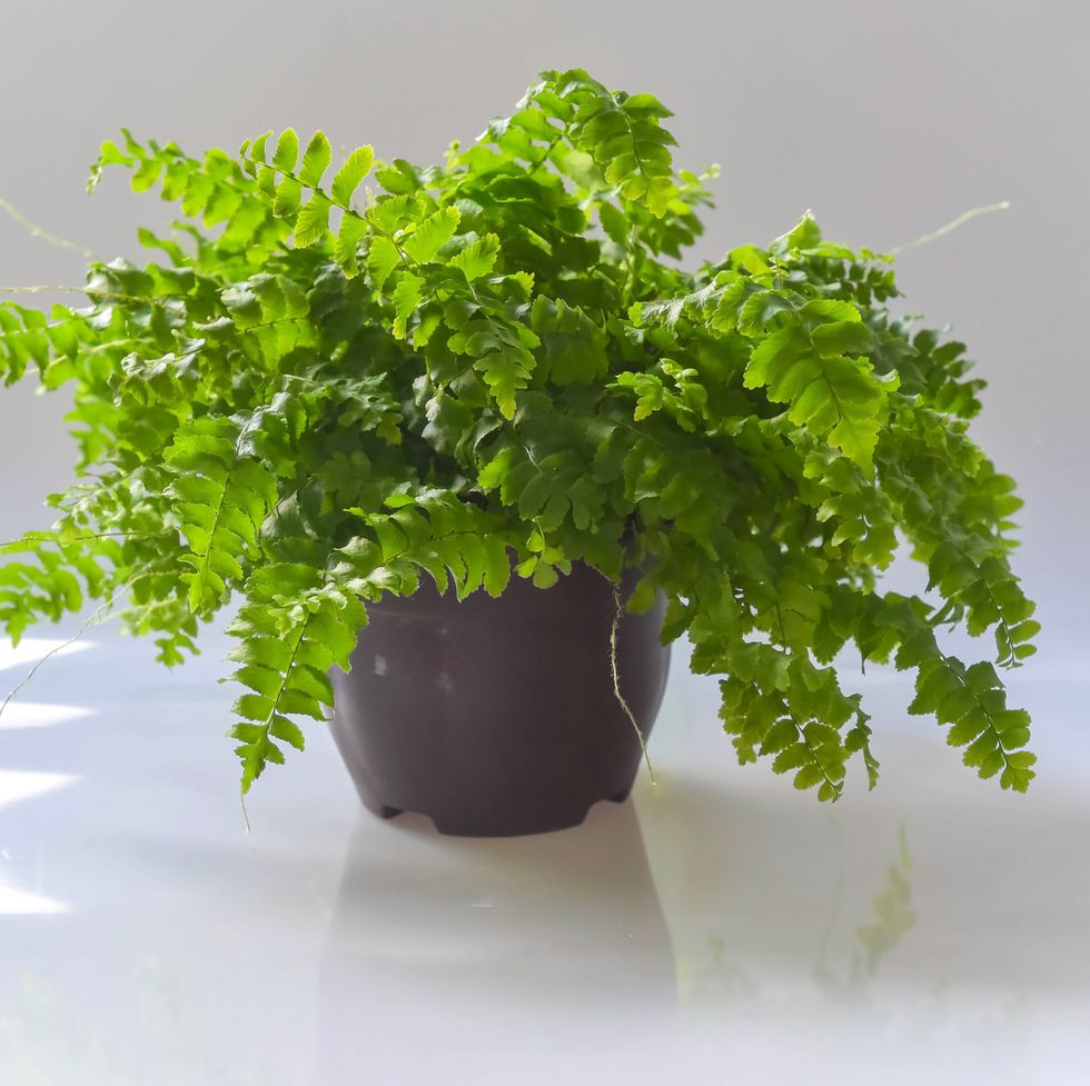 close up of a beautiful potted fern and reflections against a white shiny background   house plant