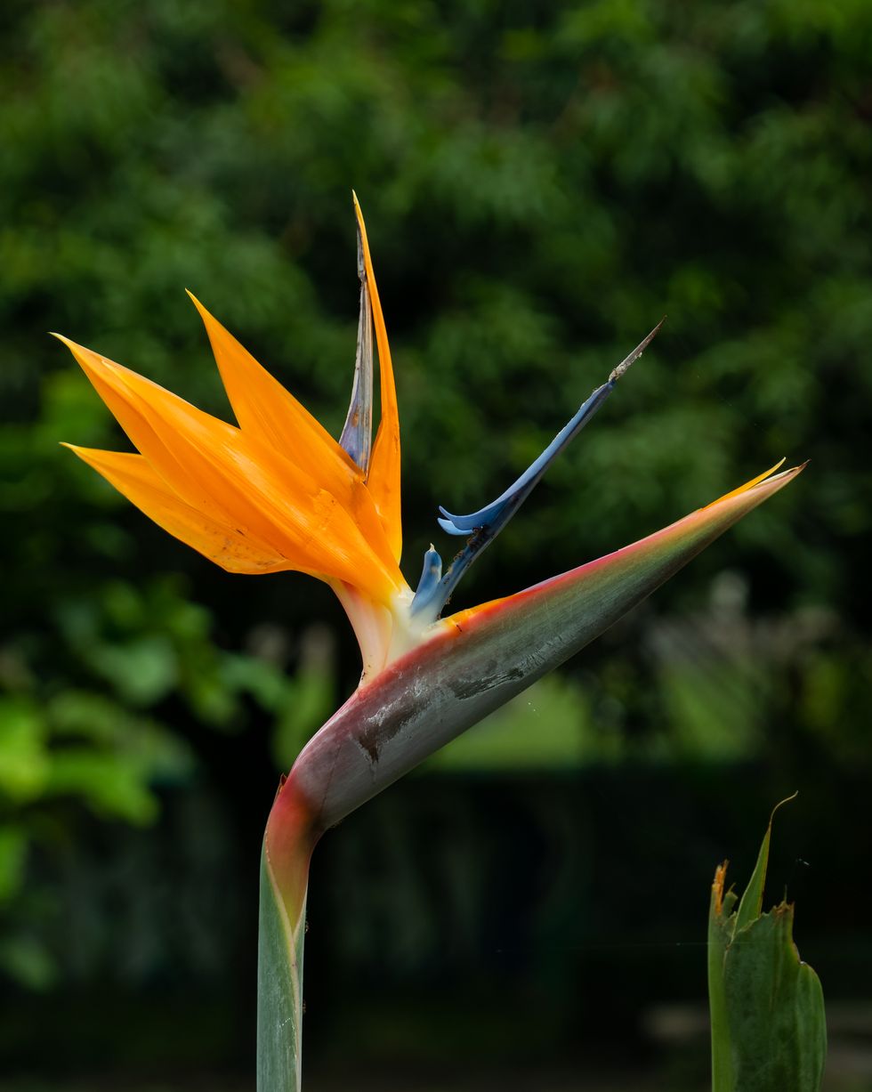 crane flower or bird of paradise strelitzia reginae