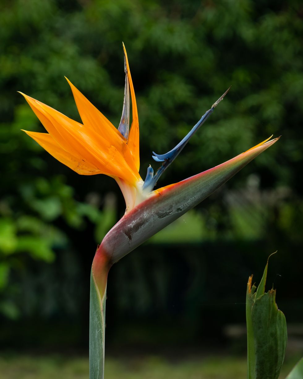 crane flower or bird of paradise strelitzia reginae