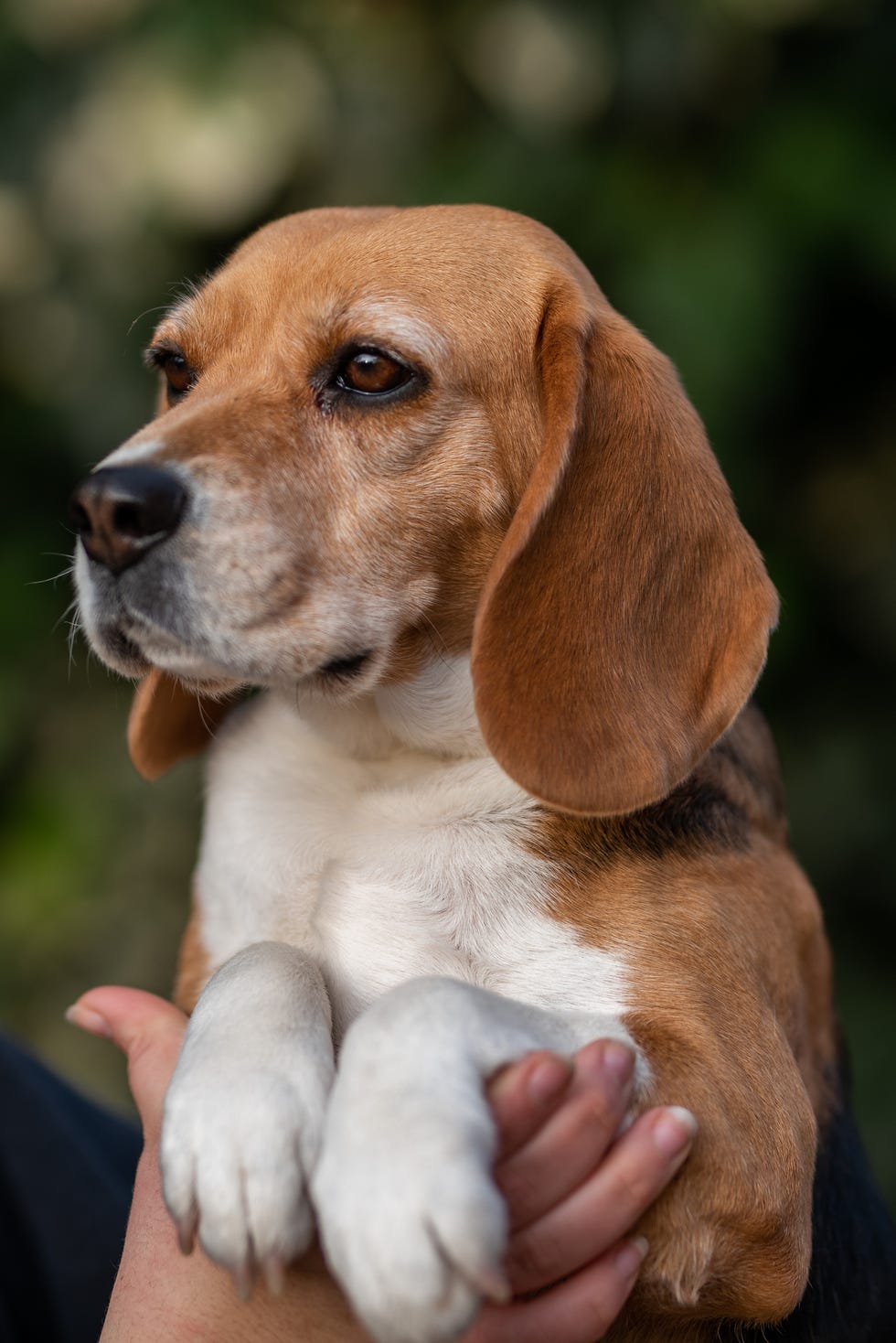 foxhound