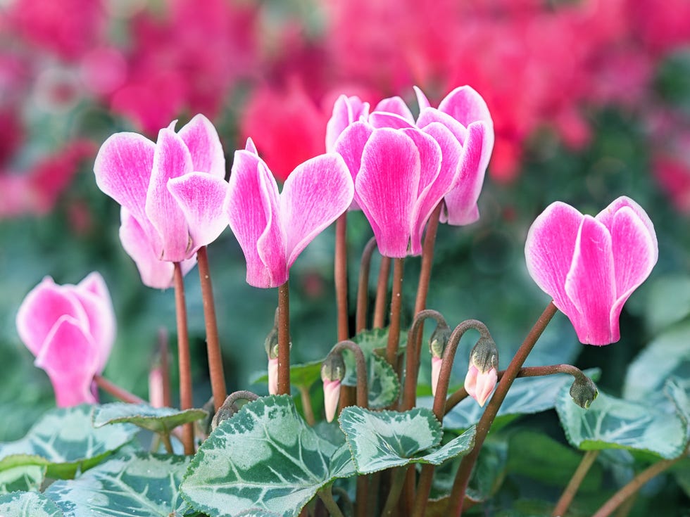 cyclamen rosa