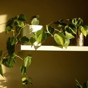 two green potted philodendron plants on a white shelf