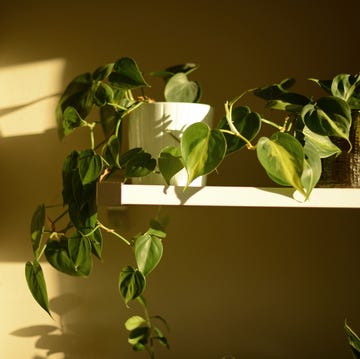 two green potted plants on a white shelf two green potted philodendron plants on a white shelf