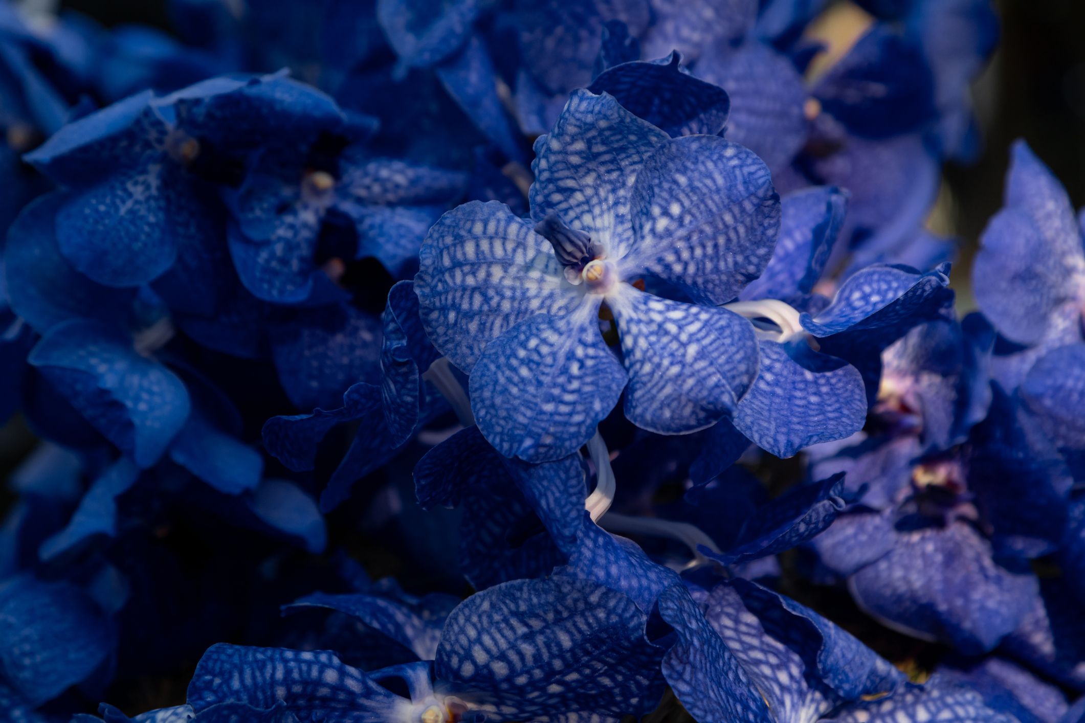 Real and Fake Blue Orchids: How to Tell Them Apart
