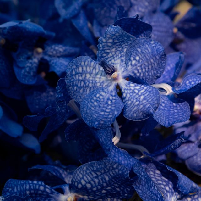 background of dark blue orchids vanda coerulea blurred background