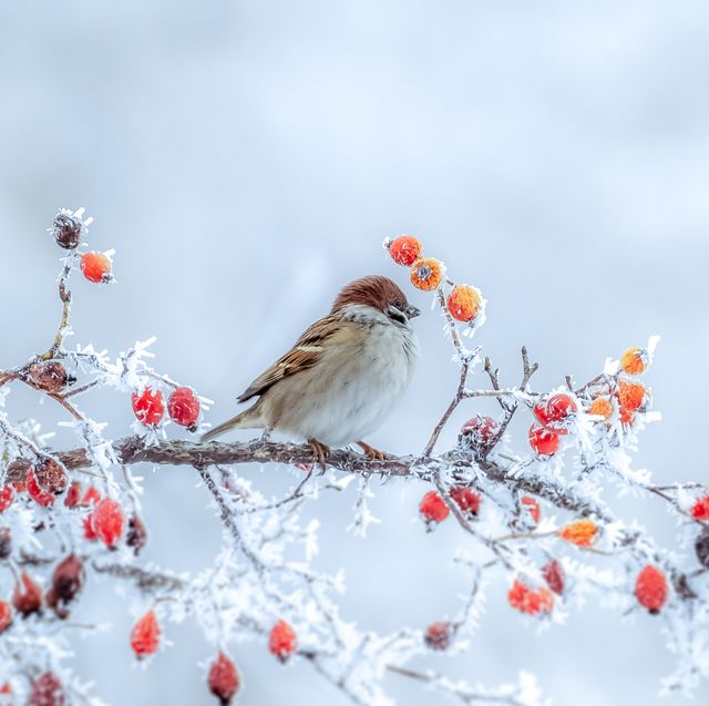 a frozen sparrow sits on a prickly and snow covered branch of a rosehip with red berries on a frosty winter morning