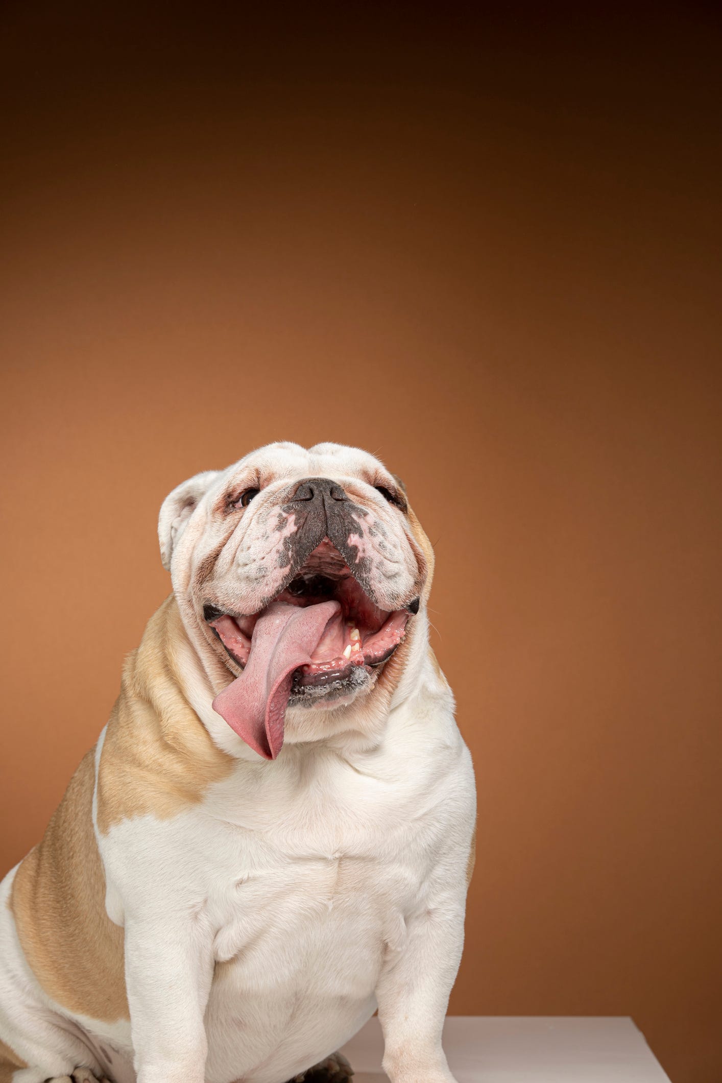 bulldog inglés