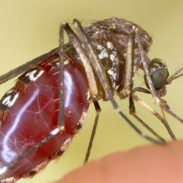 female mosquito