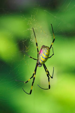 a focus stacked image of a east asian joro spider a non native species from japan, nephila clavata