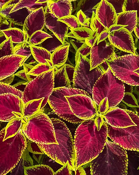 coleus flower foliage background beautiful perspective of natural red coleus plant leaves