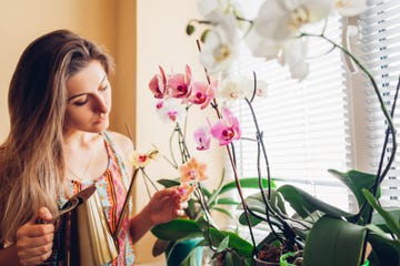 woman taking care of orchids blooming on window sill. girl gardener watering home plants and flowers with watering can enjoying hobby.