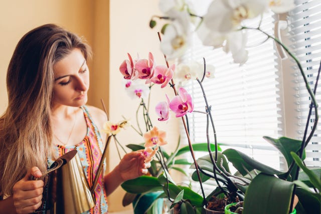 woman taking care of orchids blooming on window sill. girl gardener watering home plants and flowers with watering can enjoying hobby.