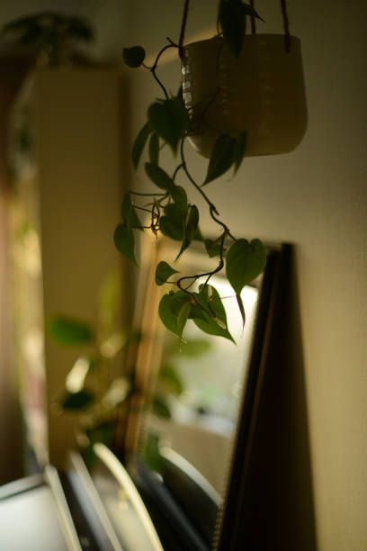potted philodendron plant by a mirror