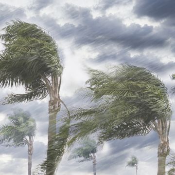 Palm Trees in a Storm