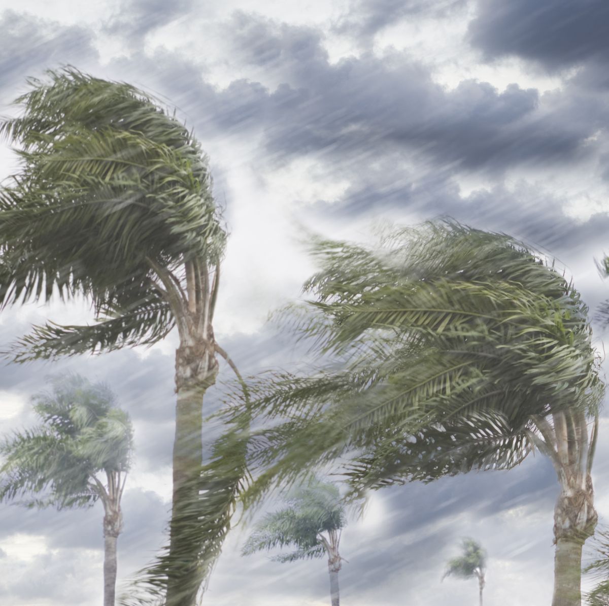 Palm Trees in a Storm