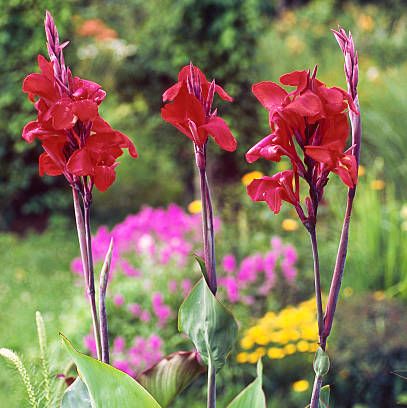 summer flowers canna lily