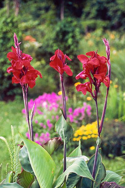 summer flowers canna lily