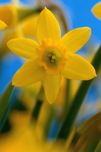 daffodil bloom