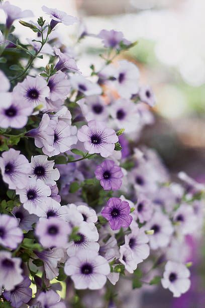 purple petunia flowers