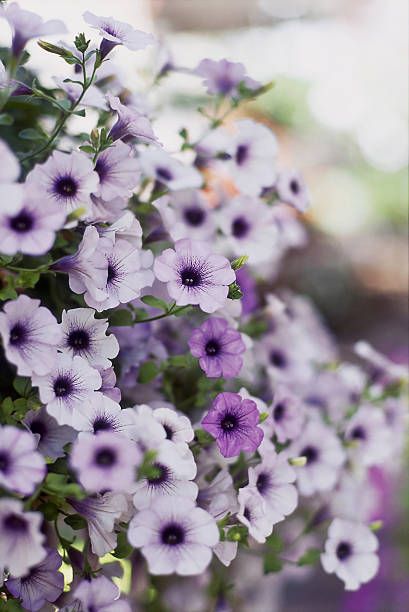 purple petunia flowers