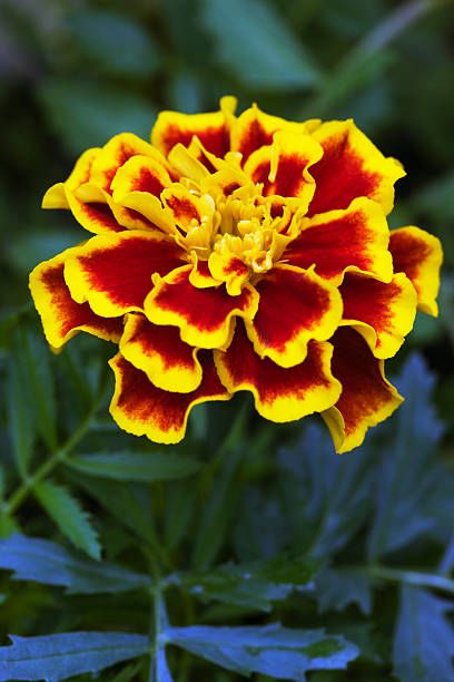 french marigold close up