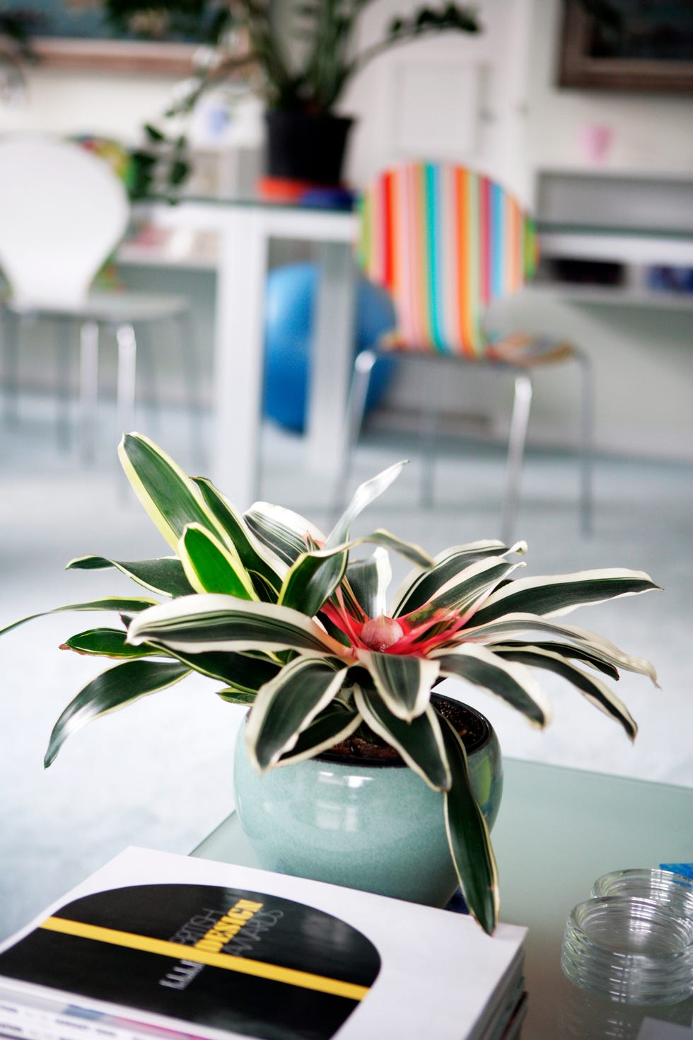 houseplant, flower, automotive design, plant, flowerpot, table, design, floral design, room, floristry,