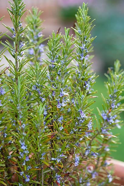 10 Best Perennial Herbs for Your Garden