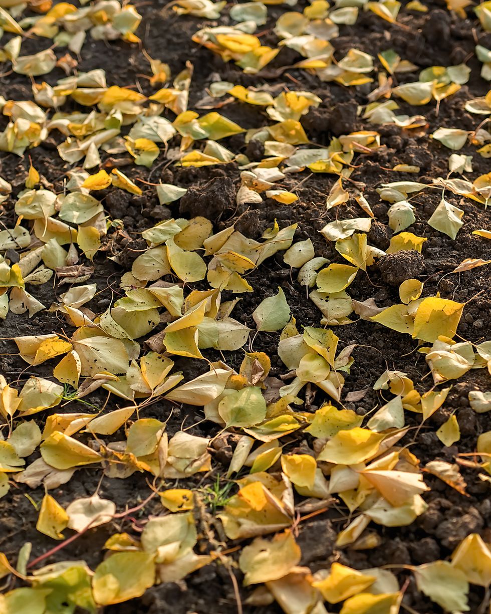 yellow autumn fallen leaves lie on the ground
