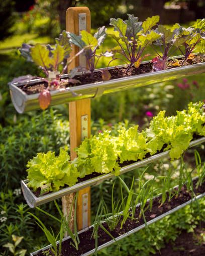 creative garden ideas vertical vegetable bed to protect against slugs various vegetables planted in gutters