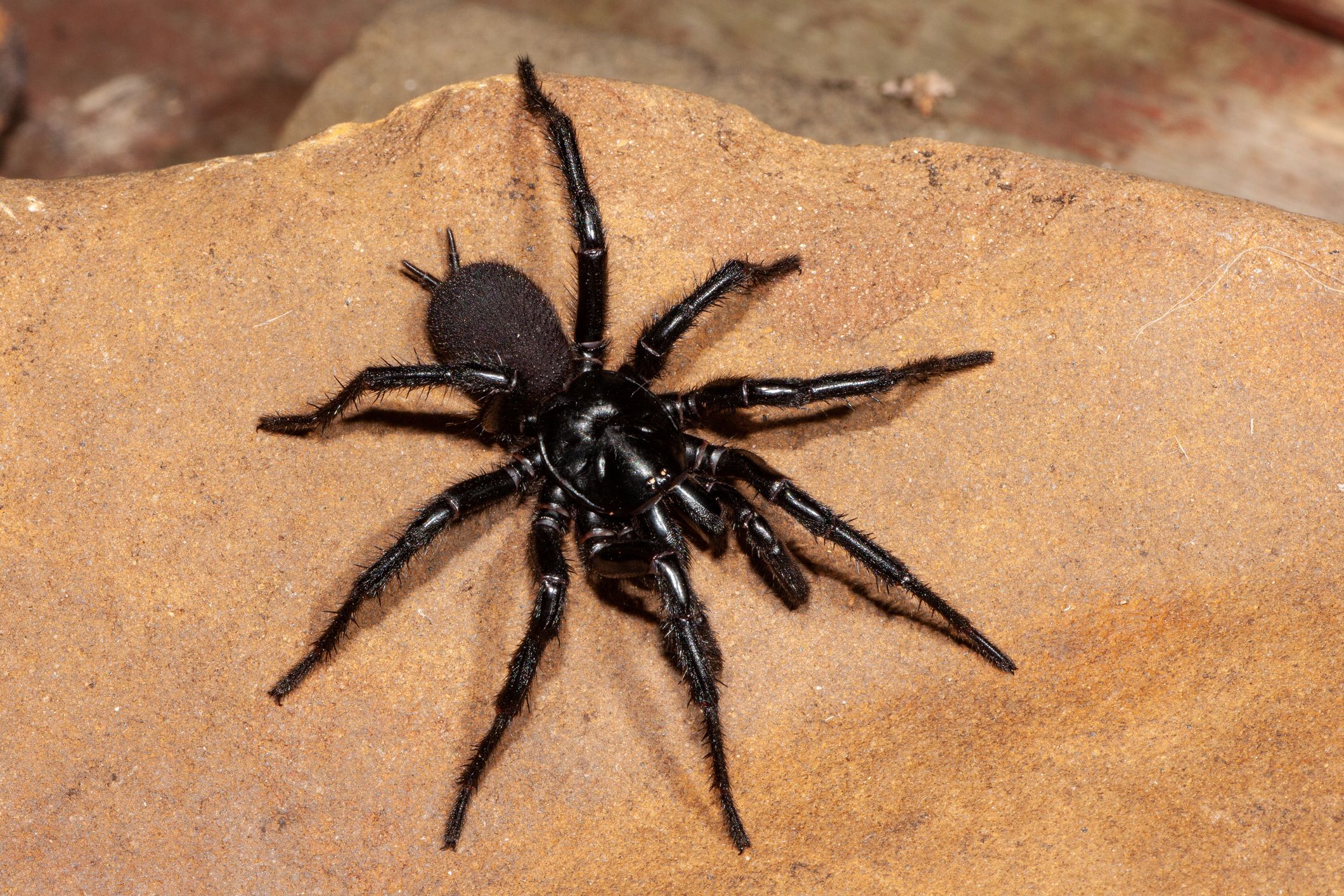 Deze Australische spinnen wil je liever niet tegenkomen
