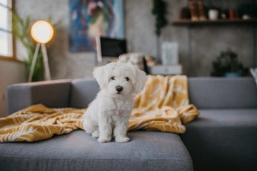 bichón maltés pequeño y blanco
