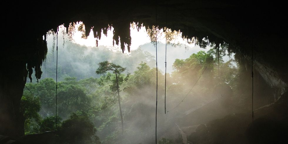 borneo, rain forest, jungle