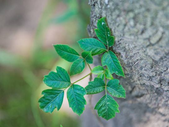 10 Types of Ivy Every Plant Lover Should Know