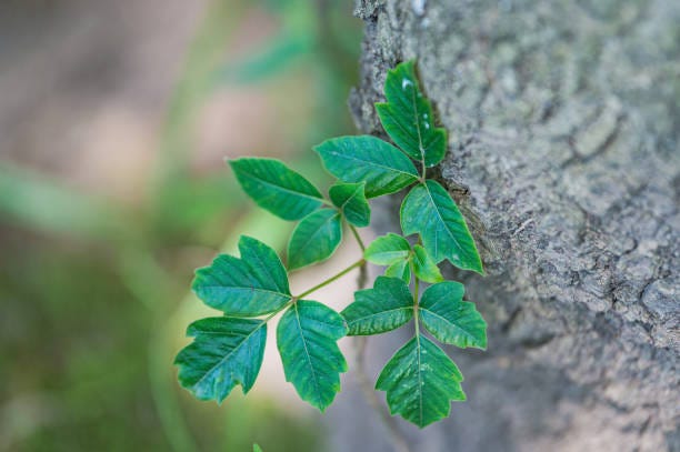 7 Poisonous and Dangerous Weeds That May Be In Your Yard