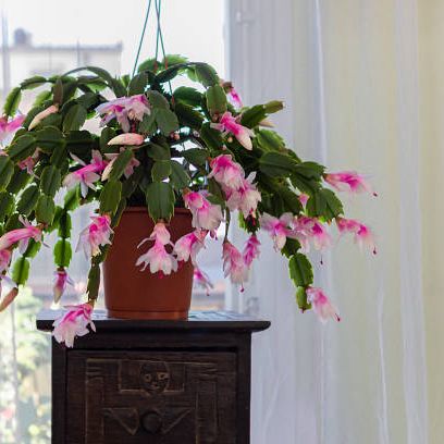 a christmas cactus with pink flowers is placed on a piece of furniture in front of the window inside a room of a dwelling