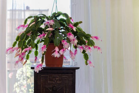 a christmas cactus with pink flowers is placed on a piece of furniture in front of the window inside a room of a dwelling