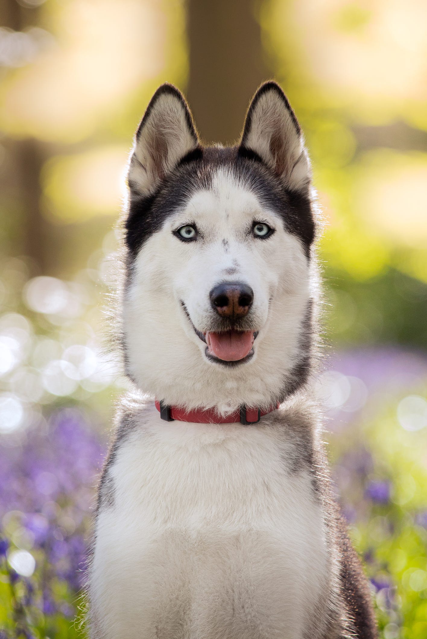 siberian husky dog in bluebell flowers