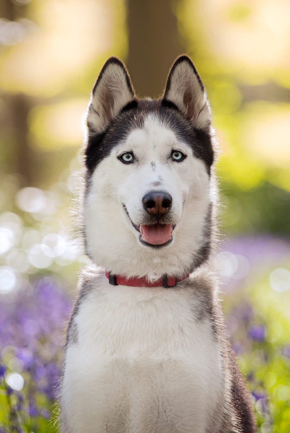 siberia husky es bueno para apartamentos