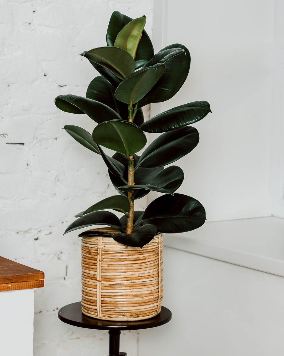 rubber plants